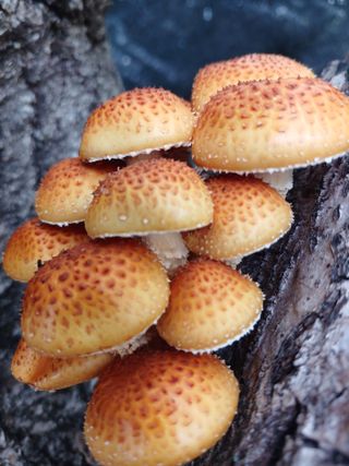 879412님의 가을 농장 자랑해주세요🧑‍🌾 · 참여글 작성글 사진