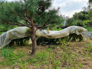 초롱님의 가을 농장 자랑해주세요🧑‍🌾 · 참여글 작성글 사진