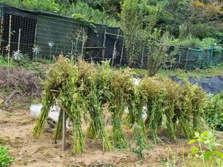 초롱님의 가을 농장 자랑해주세요🧑‍🌾 · 참여글 작성글 사진