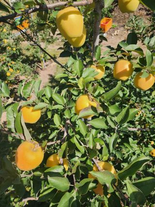 현등농원♡님의 작성글 사진