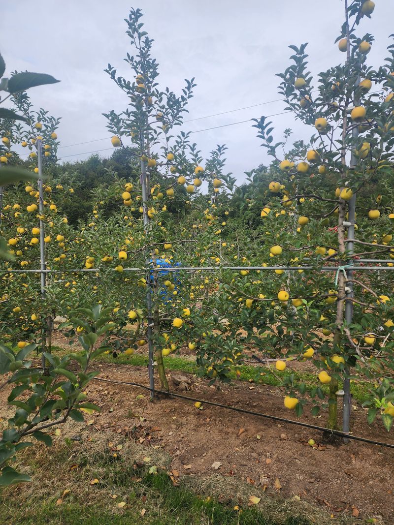 현등농원♡님의 장터 판매 상품 [시나노골드사과 5키로] 첨부 사진