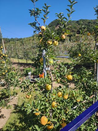 현등농원♡님의 작성글 사진