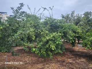 완도고금유자님의 가을 농장 자랑해주세요🧑‍🌾 · 참여글 작성글 사진