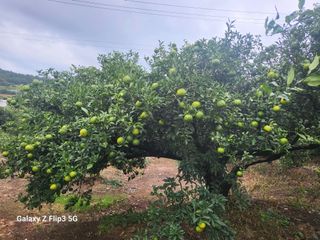 완도고금유자님의 가을 농장 자랑해주세요🧑‍🌾 · 참여글 작성글 사진