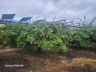 완도고금유자님의 가을 농장 자랑해주세요🧑‍🌾 · 참여글 작성글 사진