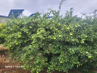 완도고금유자님의 가을 농장 자랑해주세요🧑‍🌾 · 참여글 작성글 사진