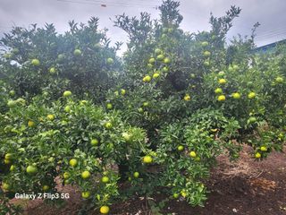 완도고금유자님의 가을 농장 자랑해주세요🧑‍🌾 · 참여글 작성글 사진