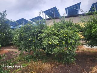 완도고금유자님의 가을 농장 자랑해주세요🧑‍🌾 · 참여글 작성글 사진