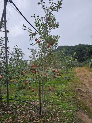김종철님의 가을 농장 자랑해주세요🧑‍🌾 · 참여글 작성글 사진