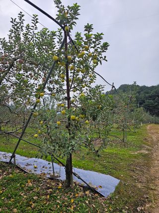 김종철님의 가을 농장 자랑해주세요🧑‍🌾 · 참여글 작성글 사진