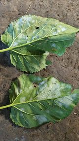 팜모닝 기타작물·병해충상담 게시글 이미지