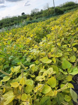 김연숙님의 가을 농장 자랑해주세요🧑‍🌾 · 참여글 작성글 사진