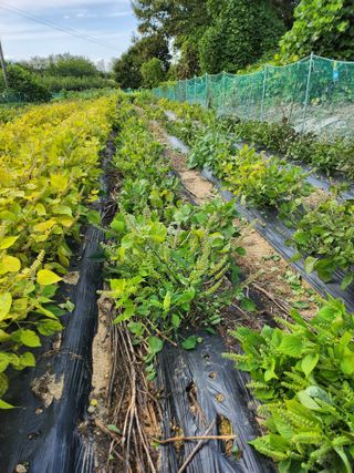 김연숙님의 가을 농장 자랑해주세요🧑‍🌾 · 참여글 작성글 사진