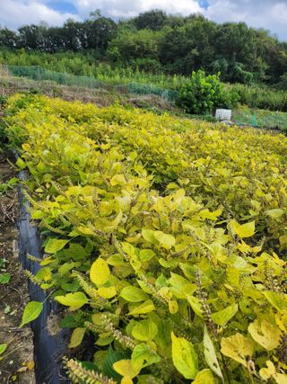 김연숙님의 가을 농장 자랑해주세요🧑‍🌾 · 참여글 작성글 사진