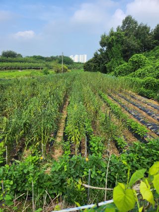 김연숙님의 가을 농장 자랑해주세요🧑‍🌾 · 참여글 작성글 사진