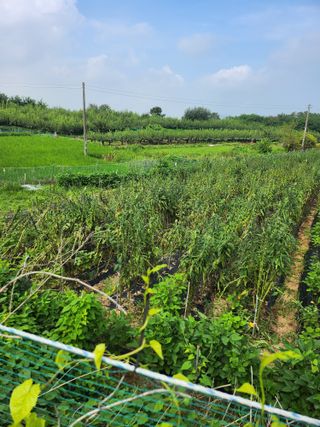 김연숙님의 가을 농장 자랑해주세요🧑‍🌾 · 참여글 작성글 사진