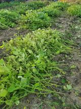 팜모닝 들깨·영농일지 게시글 이미지