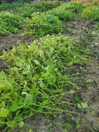 새싹농장님의 들깨 · 영농일지 작성글 사진