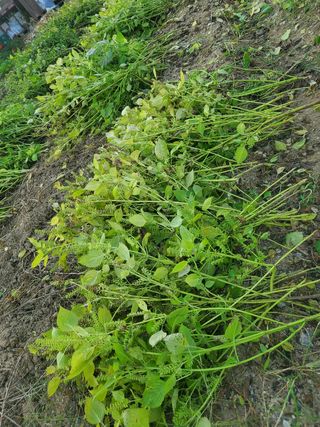 새싹농장님의 들깨 · 영농일지 작성글 사진