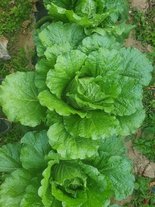 주옥님의 자유주제 · 자유게시판 작성글 사진