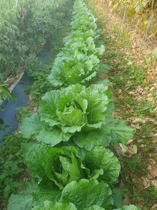 주옥님의 자유주제 · 자유게시판 작성글 사진