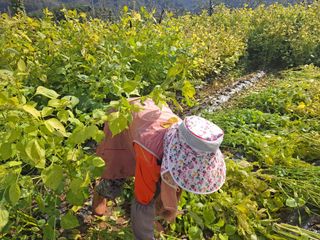 이애숙님의 가을 농장 자랑해주세요🧑‍🌾 · 참여글 작성글 사진