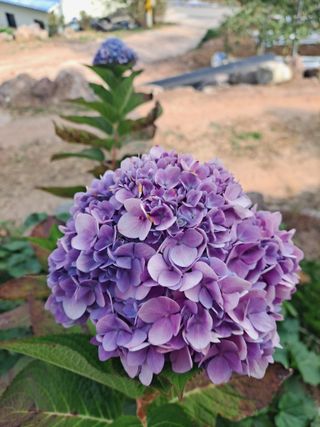 이애숙님의 가을 농장 자랑해주세요🧑‍🌾 · 참여글 작성글 사진