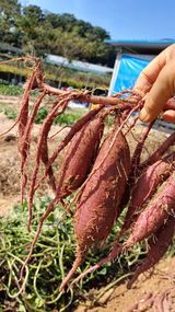 팜모닝 고구마·자유게시판 게시글 이미지