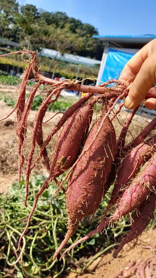 박순덕님의 고구마 · 자유게시판 작성글 사진