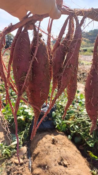 박순덕님의 고구마 · 자유게시판 작성글 사진