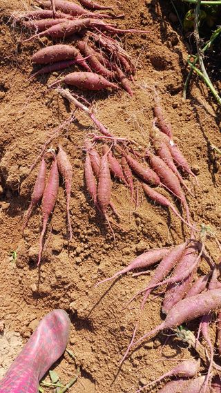 박순덕님의 고구마 · 자유게시판 작성글 사진