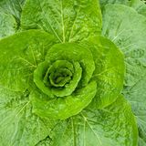 팜모닝 가을 농장 자랑해주세요🧑‍🌾·참여글 게시글 이미지