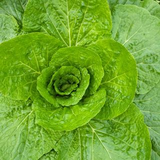 방촌대장님의 가을 농장 자랑해주세요🧑‍🌾 · 참여글 작성글 사진