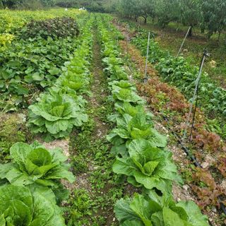 방촌대장님의 가을 농장 자랑해주세요🧑‍🌾 · 참여글 작성글 사진