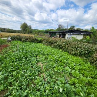 방촌대장님의 가을 농장 자랑해주세요🧑‍🌾 · 참여글 작성글 사진