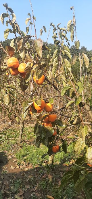 이강재님의 가을 농장 자랑해주세요🧑‍🌾 · 참여글 작성글 사진