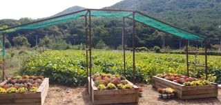 이강재님의 가을 농장 자랑해주세요🧑‍🌾 · 참여글 작성글 사진