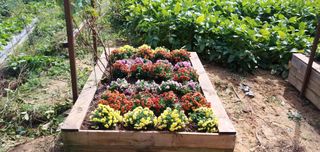 이강재님의 가을 농장 자랑해주세요🧑‍🌾 · 참여글 작성글 사진