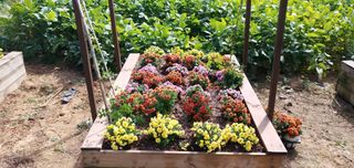 이강재님의 가을 농장 자랑해주세요🧑‍🌾 · 참여글 작성글 사진