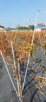 팜모닝 콩·자유게시판 게시글 이미지