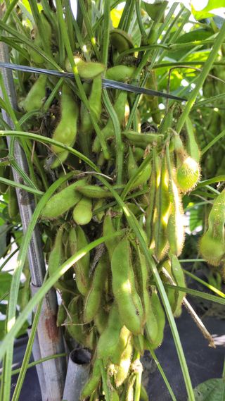 김종옥님의 콩 · 자유게시판 작성글 사진