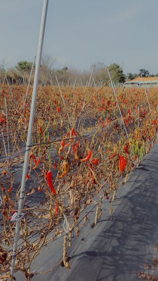 김종옥님의 콩 · 자유게시판 작성글 사진