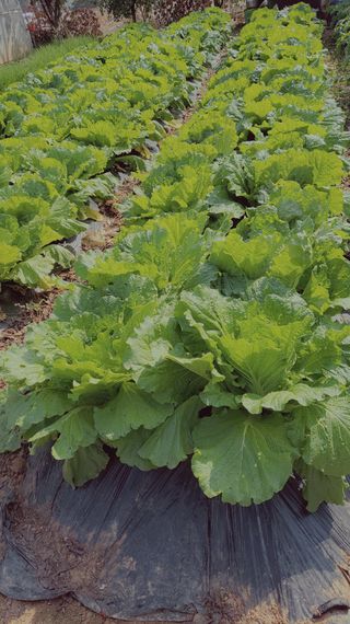 김종옥님의 콩 · 자유게시판 작성글 사진