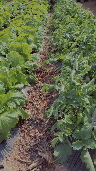 김종옥님의 콩 · 자유게시판 작성글 사진