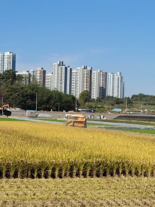 헐크님의 가을 농장 자랑해주세요🧑‍🌾 · 참여글 작성글 사진