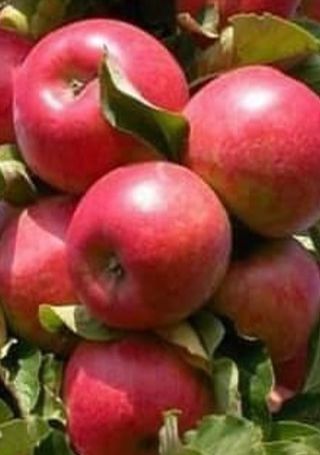 일심묘목농원님의 장터 · 종자/종묘 작성글 사진