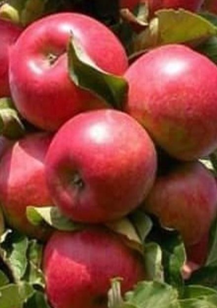 일심묘목농원님의 장터 판매 상품 [기둥사과 접목 1년생 묘목] 첨부 사진