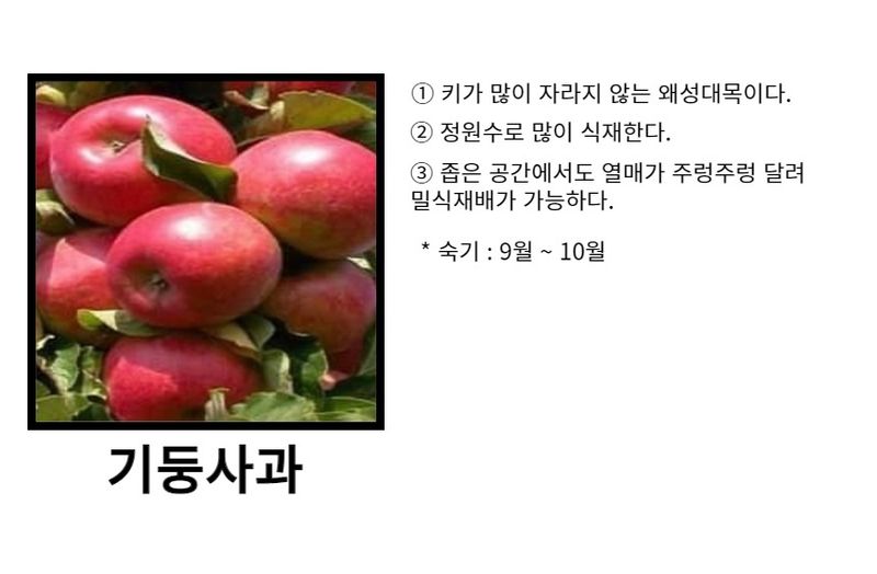 일심묘목농원님의 장터 판매 상품 [기둥사과 접목 1년생 묘목] 첨부 사진