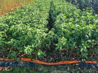 일심묘목농원님의 장터 · 종자/종묘 작성글 사진