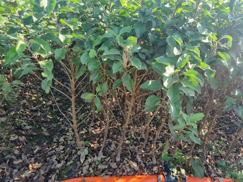 일심묘목농원님의 장터 판매 상품 [기둥사과 접목 1년생 묘목] 첨부 사진